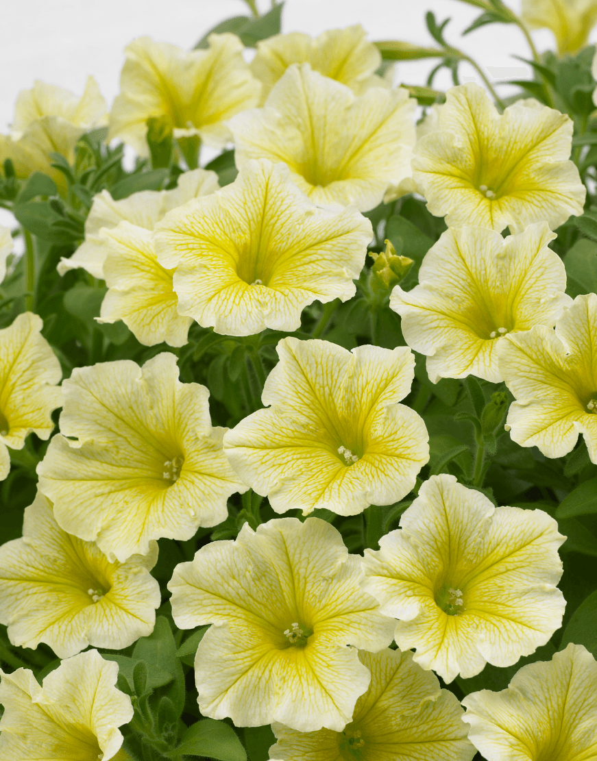 Yellow Petunia Flowers in Garden Bed