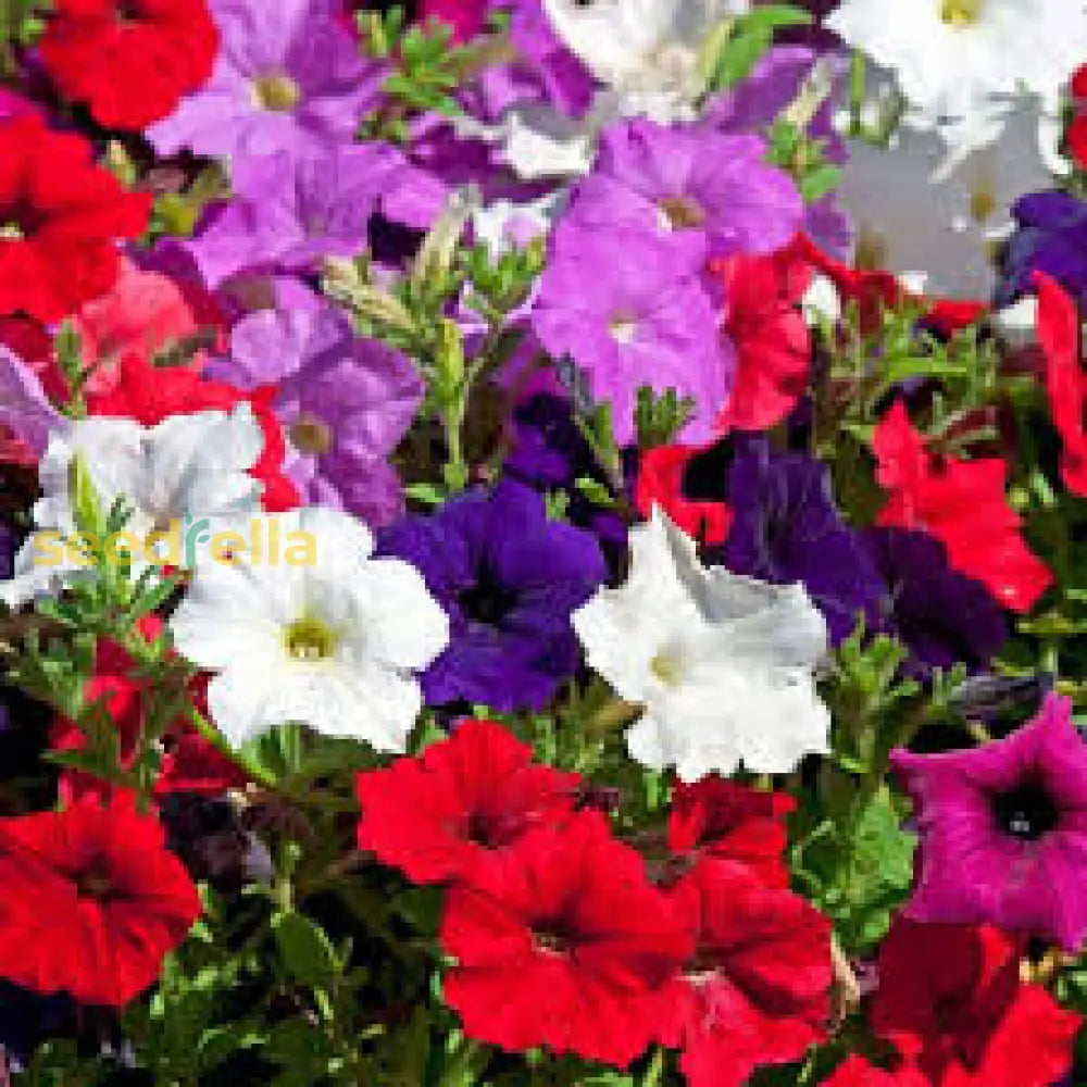 Petunias Mix Flower Planting Seeds For Vibrant Gardens