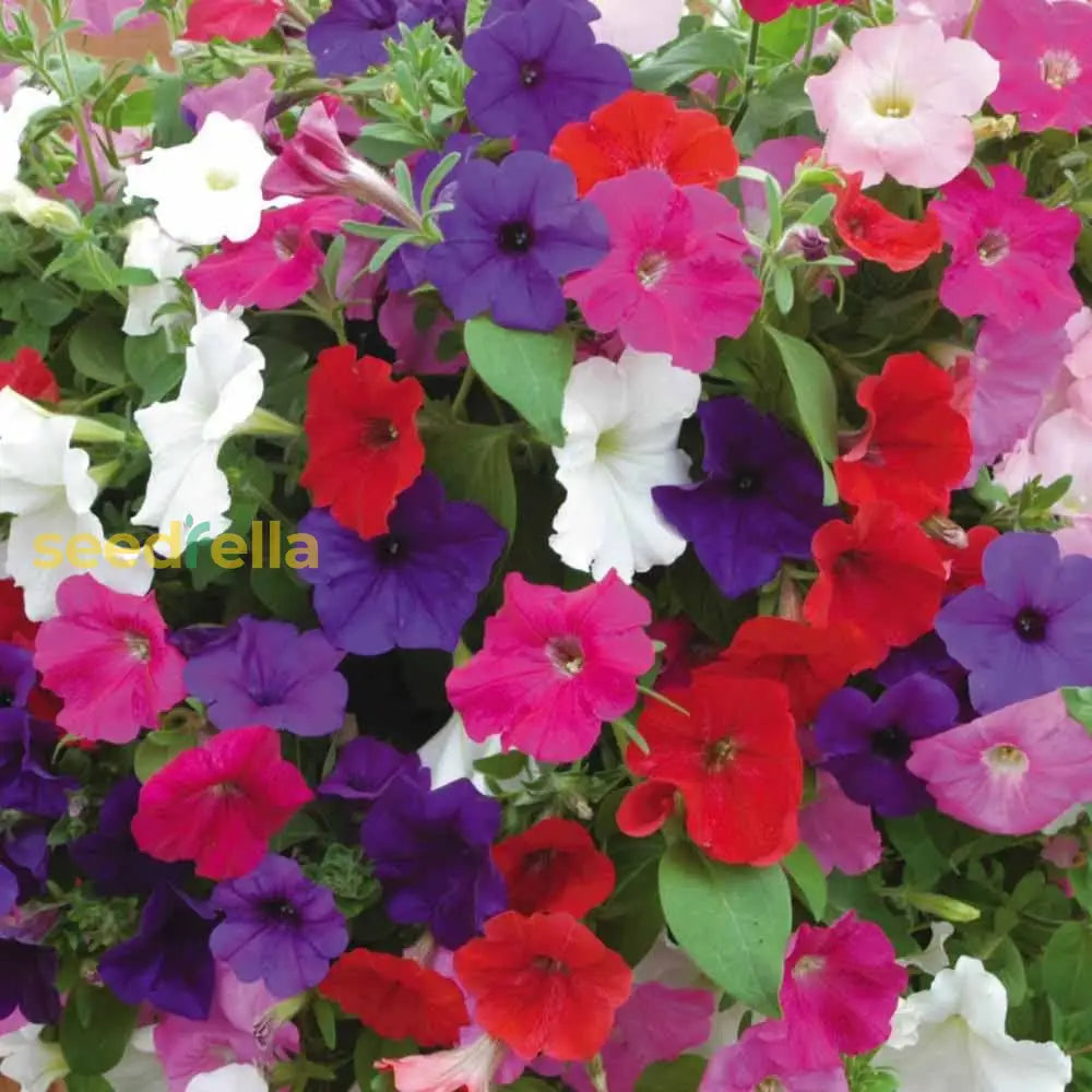 Petunias Mix Flower Planting Seeds For Vibrant Gardens