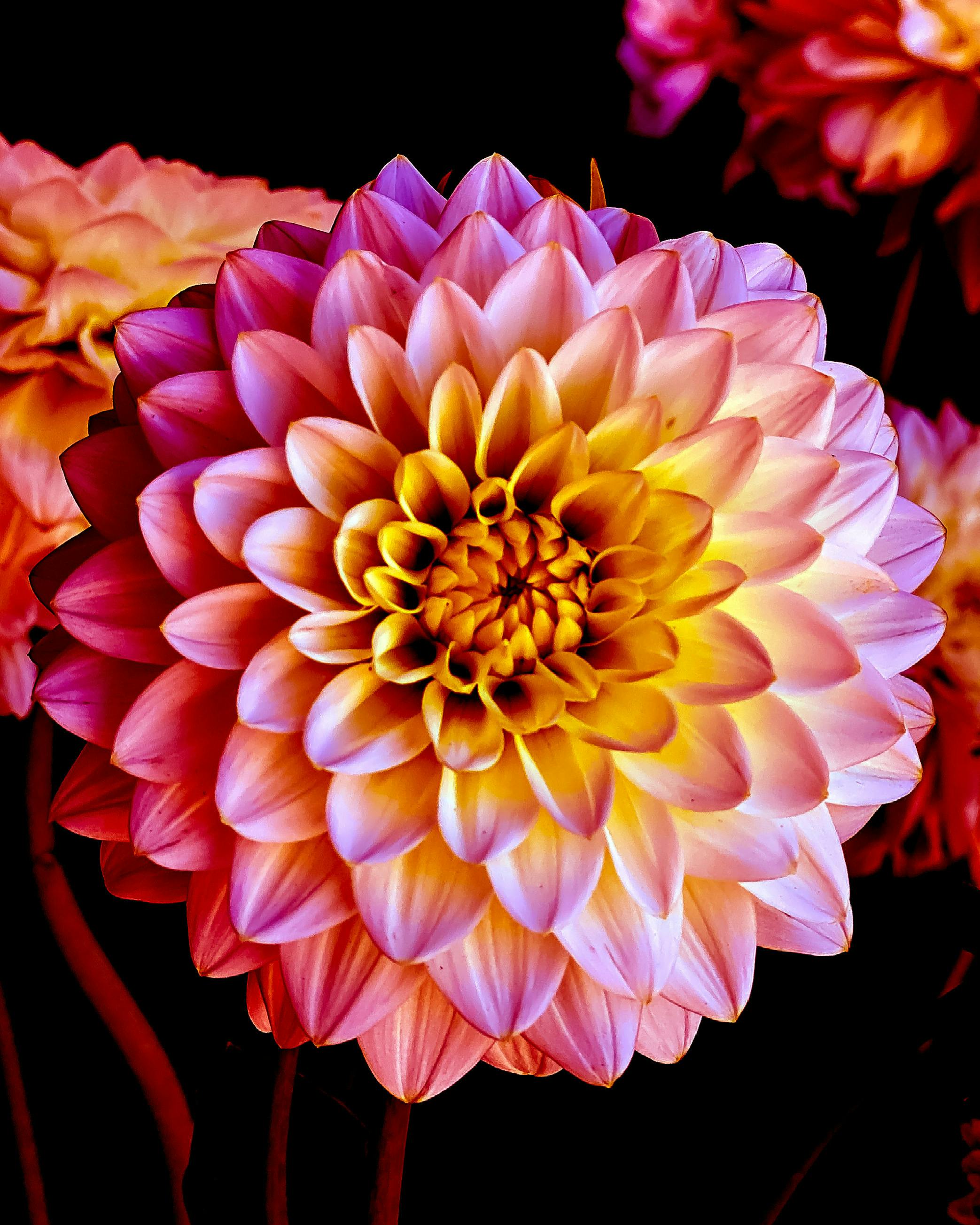 Yellow Pink Dahlia Flower Seeds for Planting - Grow Vibrant Dahlias