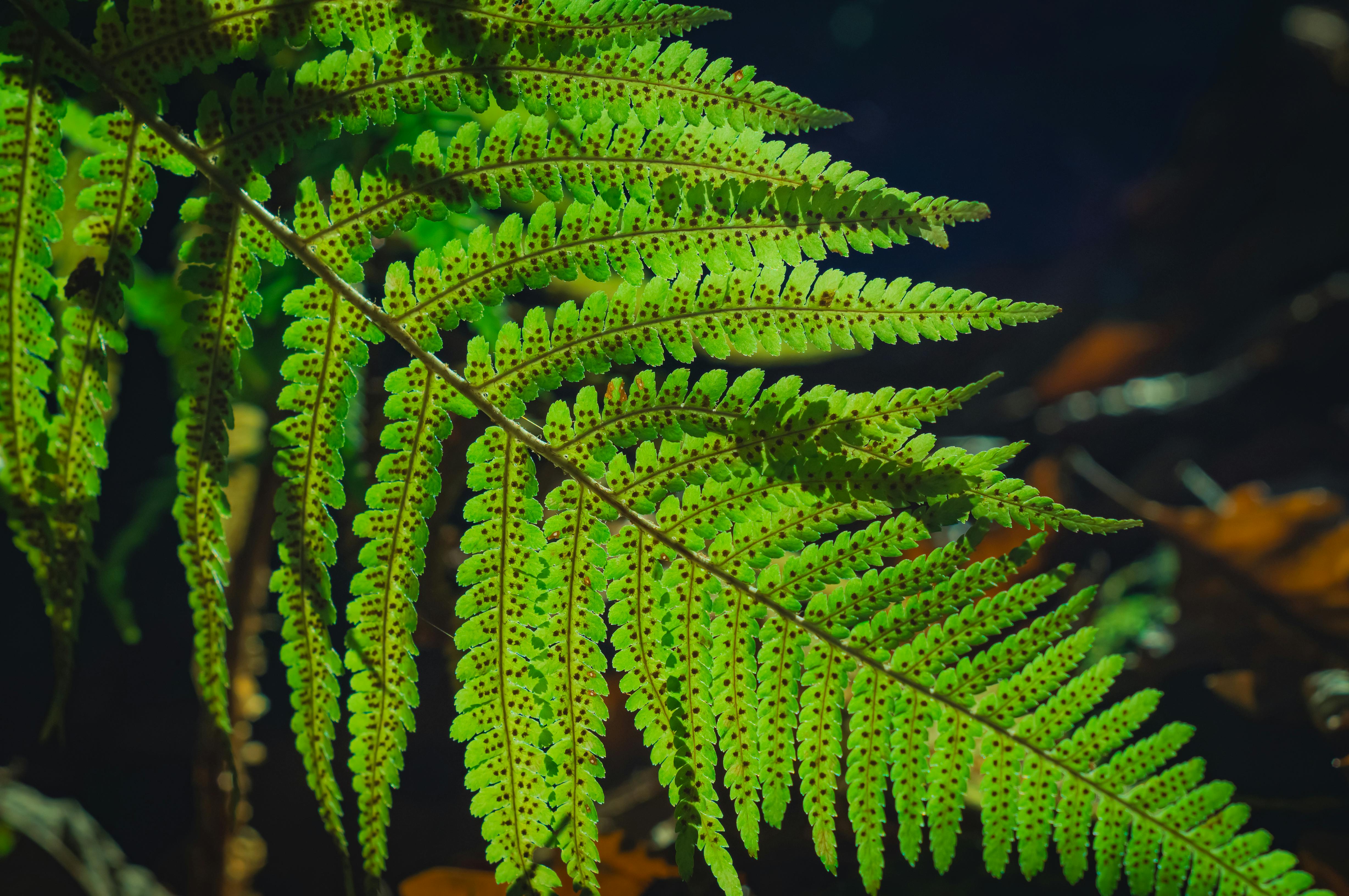 Green Fern Seeds For Soothing Garden Planting