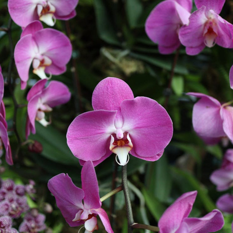 Butterfly Orchid Flower seeds for Planting - Bright Blooms, Heirloom & GMO Free Seeds for Home Garden
 
 Sale for planting in home garden