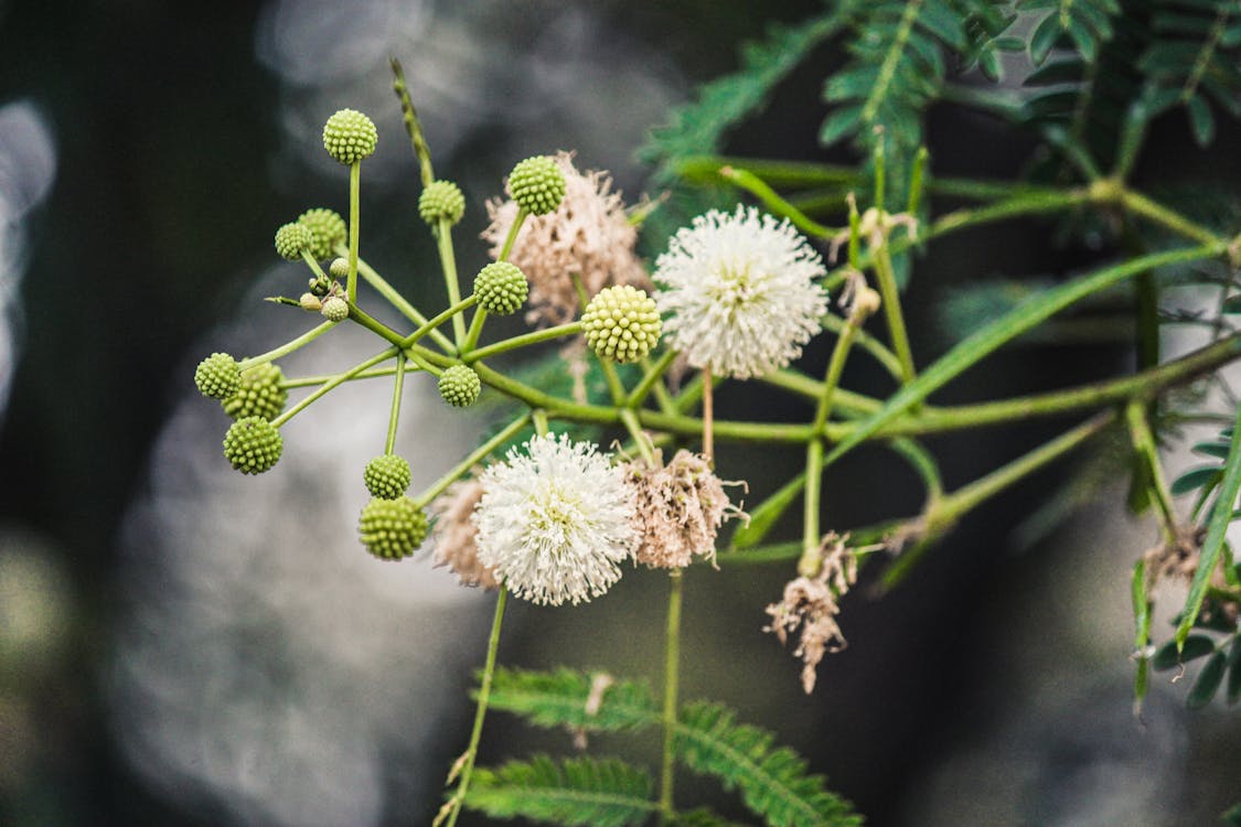 River Tamarind Flower seeds for Planting Seasonal Bloomer Heirloom & GMO Free Seeds for Home Garden 
 
 Sale for planting in home garden