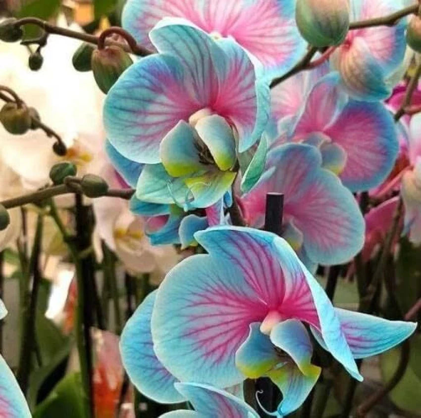 Phalaenopsis Blue Pink Orchid flowers