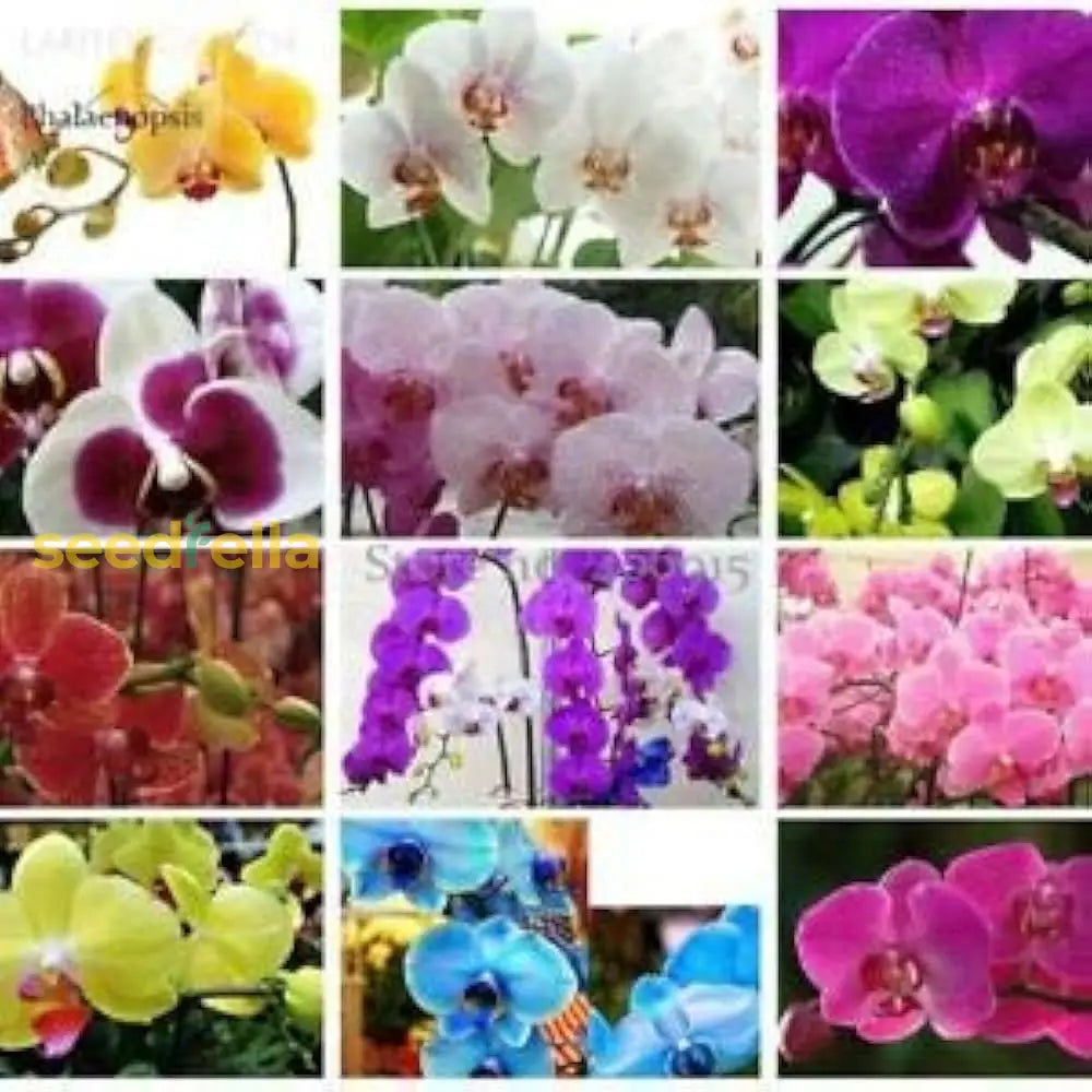 Phalaenopsis Mix Flower Seeds For Planting  Beautiful Orchid Variety