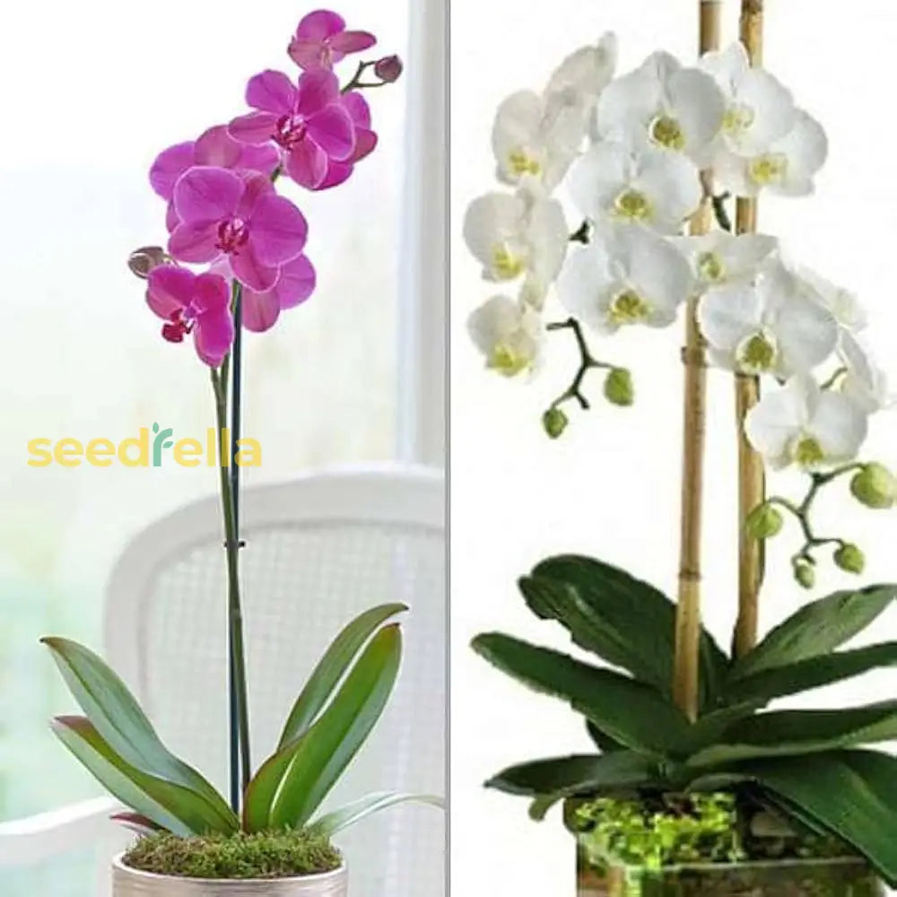 Phalaenopsis Orchid Seeds For Planting - Black And White Varieties Flower