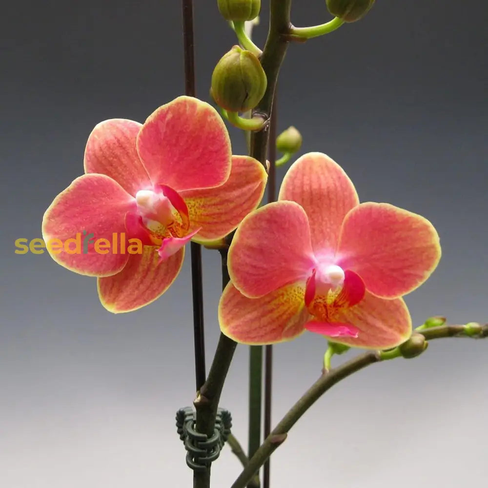 Phalaenopsis Orchid Seeds Moth Long Blooming Period Large Fragrant Flowers Easy To Care Houseplant