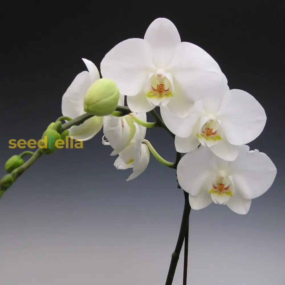 Phalaenopsis Orchid Seeds Moth Long Blooming Period Large Fragrant Flowers Easy To Care Houseplant