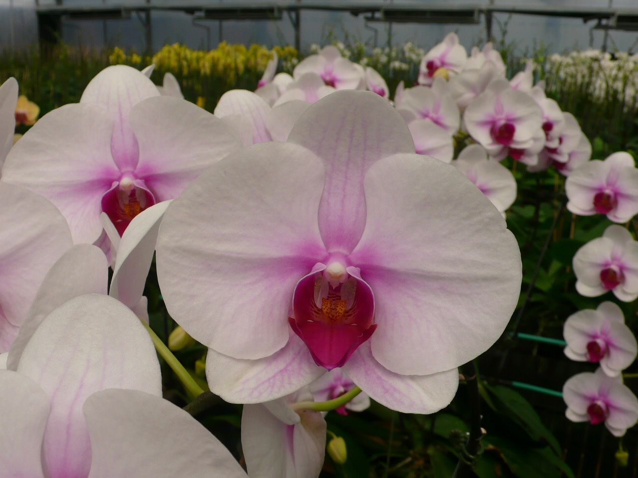 Non GMO Phalaenopsis orchid seeds for planting
