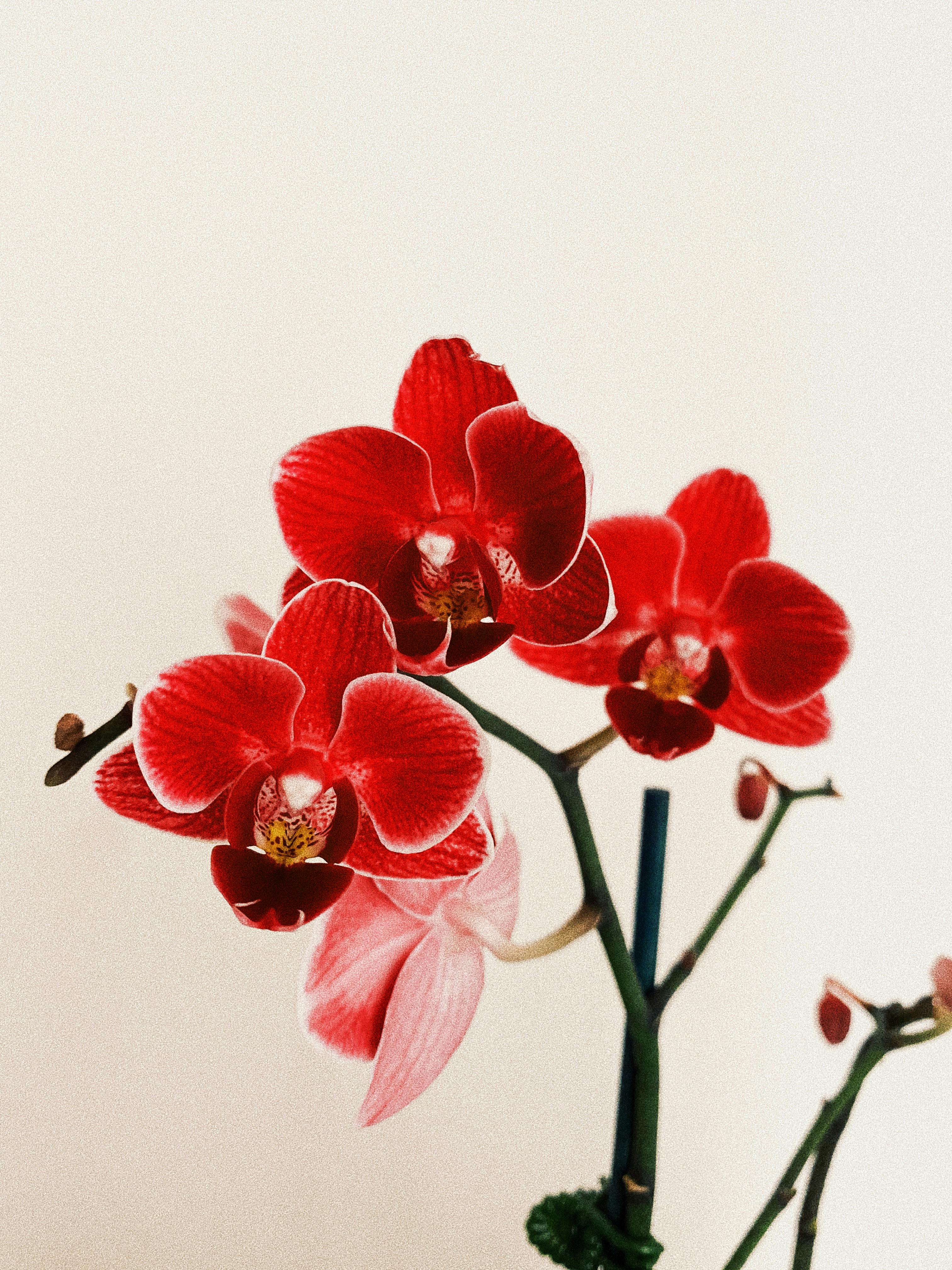 Phalaenopsis Red Butterfly Orchid – Non-GMO Flower Seeds