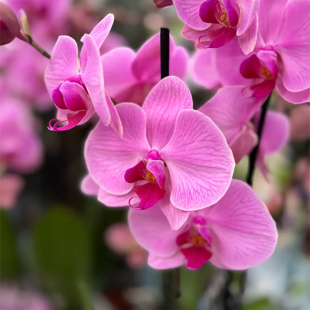 Phalaenopsis Orchid Flower seeds for Planting - Premium Quality, Heirloom & GMO Free Seeds for Home Garden
 
 Sale seeds for home garden