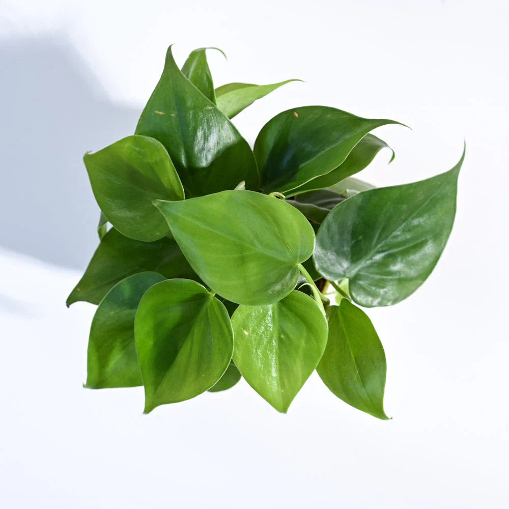 Philodendron Plant Seeds For Colorful Green Planting Seeds