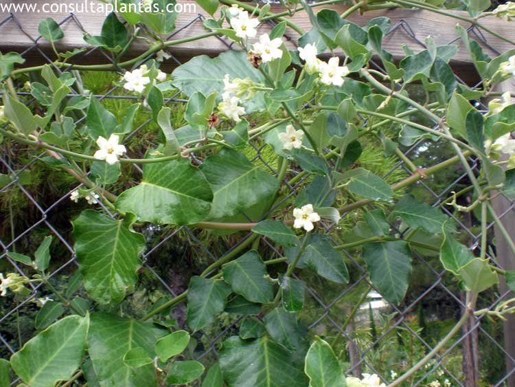 Araujia Climbing Flower Seeds For Planting Beauty