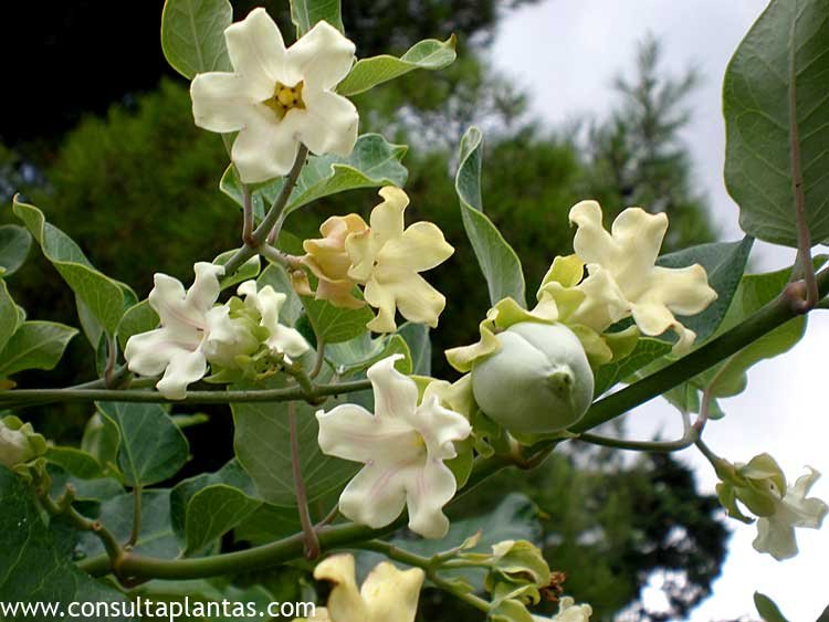 Araujia Climbing Flower Seeds For Planting Beauty