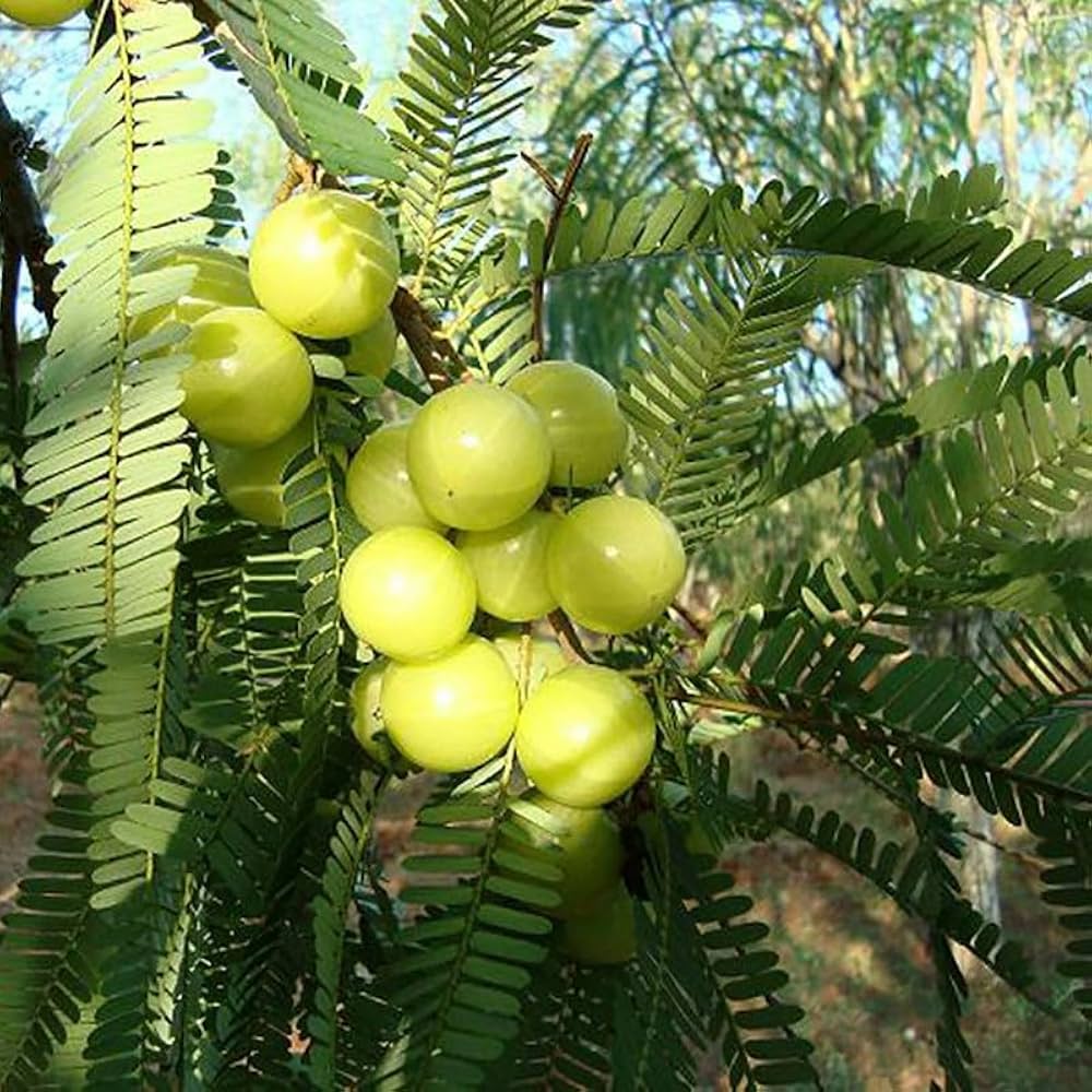 Phyllanthus emblica seedlings sprouting