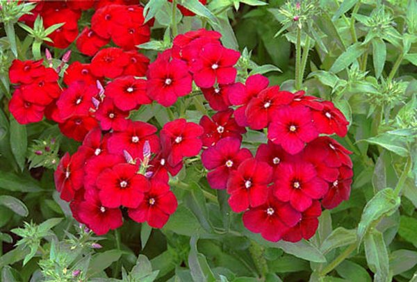 Striking Red Aubrieta Seeds For Your Garden