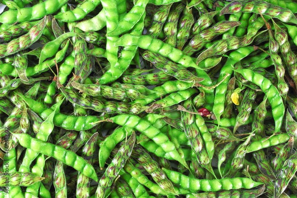 Pigeon seeds for planting in home gardens