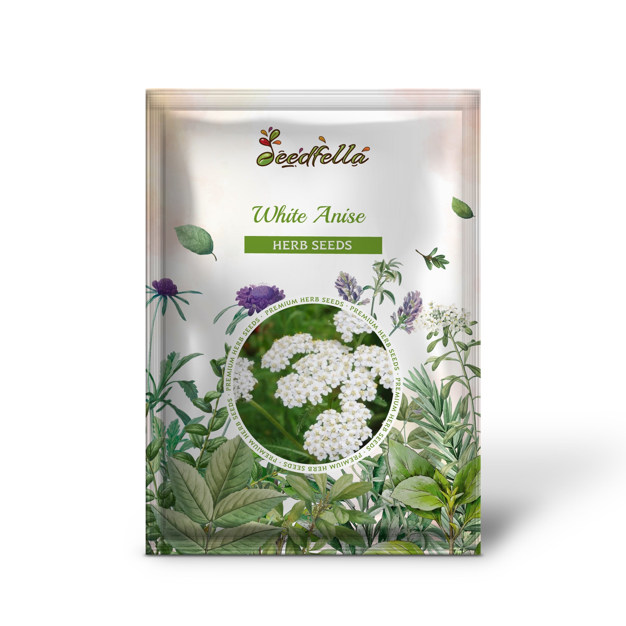 Pimpinella anisum growing in full sun garden bed