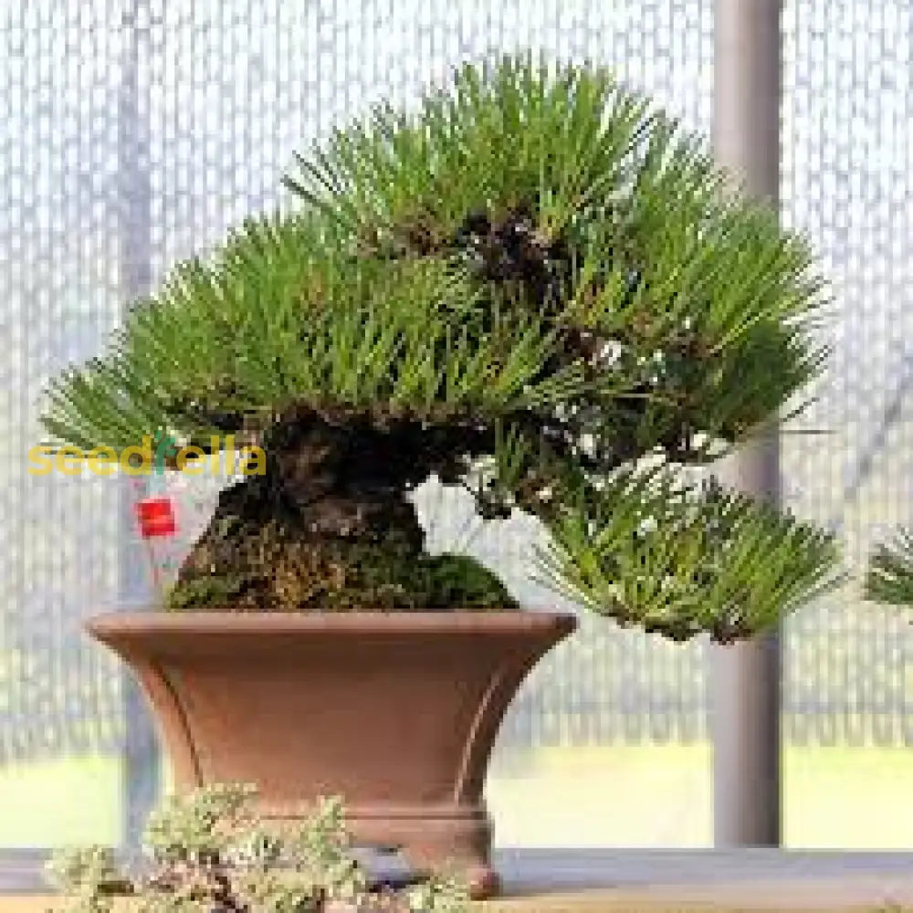 Pine Bonsai Tree Seeds For Planting: Ultimate Guide Growing Stunning Trees Plant Seeds