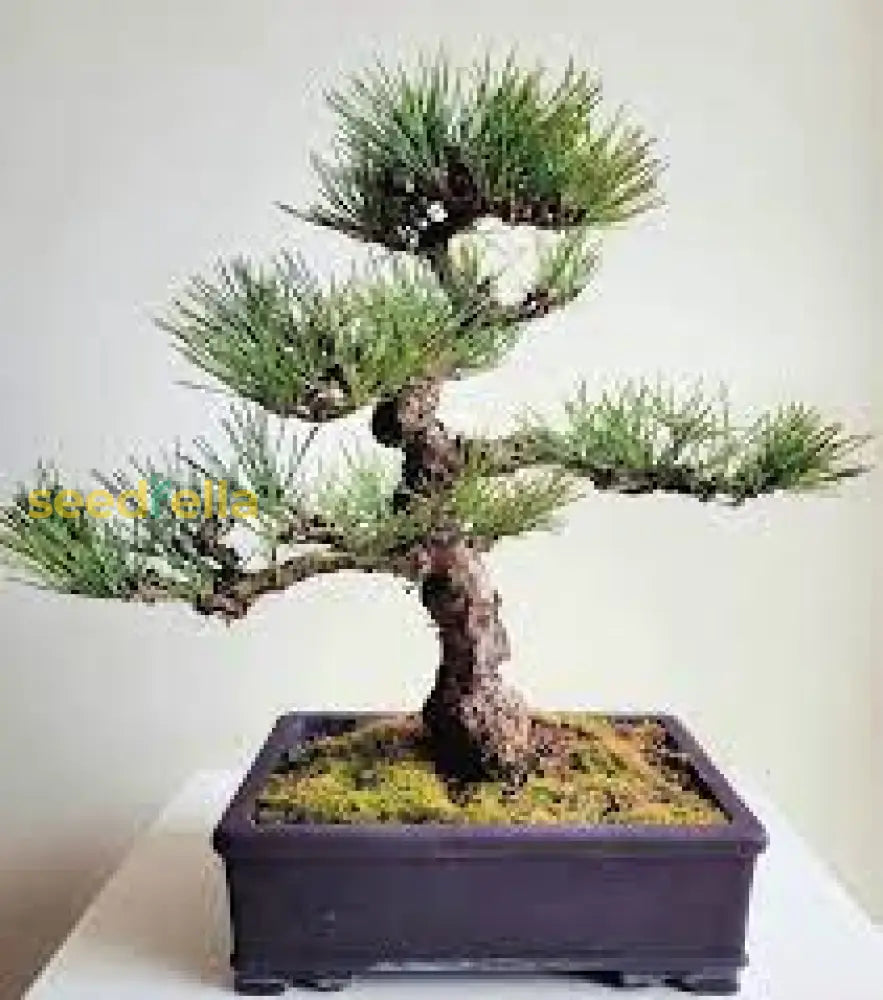 Pine Bonsai Tree Seeds For Planting: Ultimate Guide Growing Stunning Trees Plant Seeds