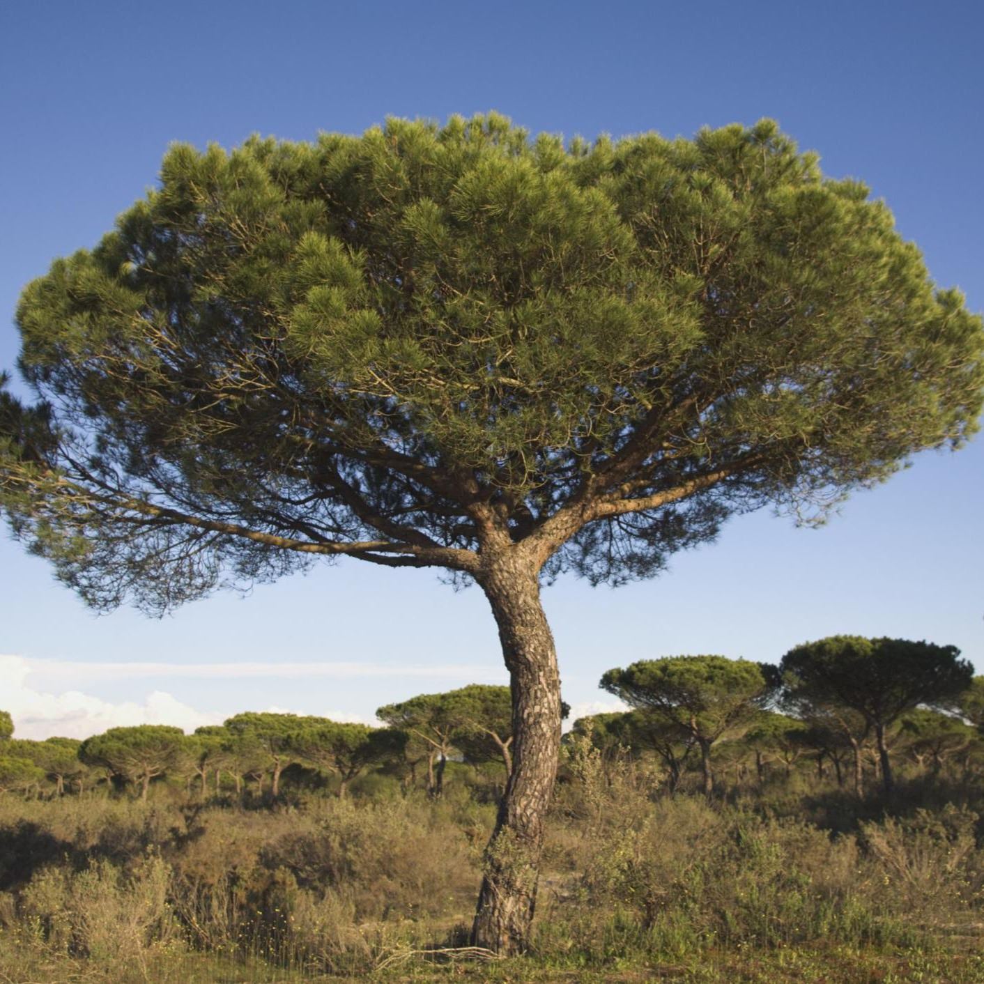Edible pine nuts from Pinus pinea cones
