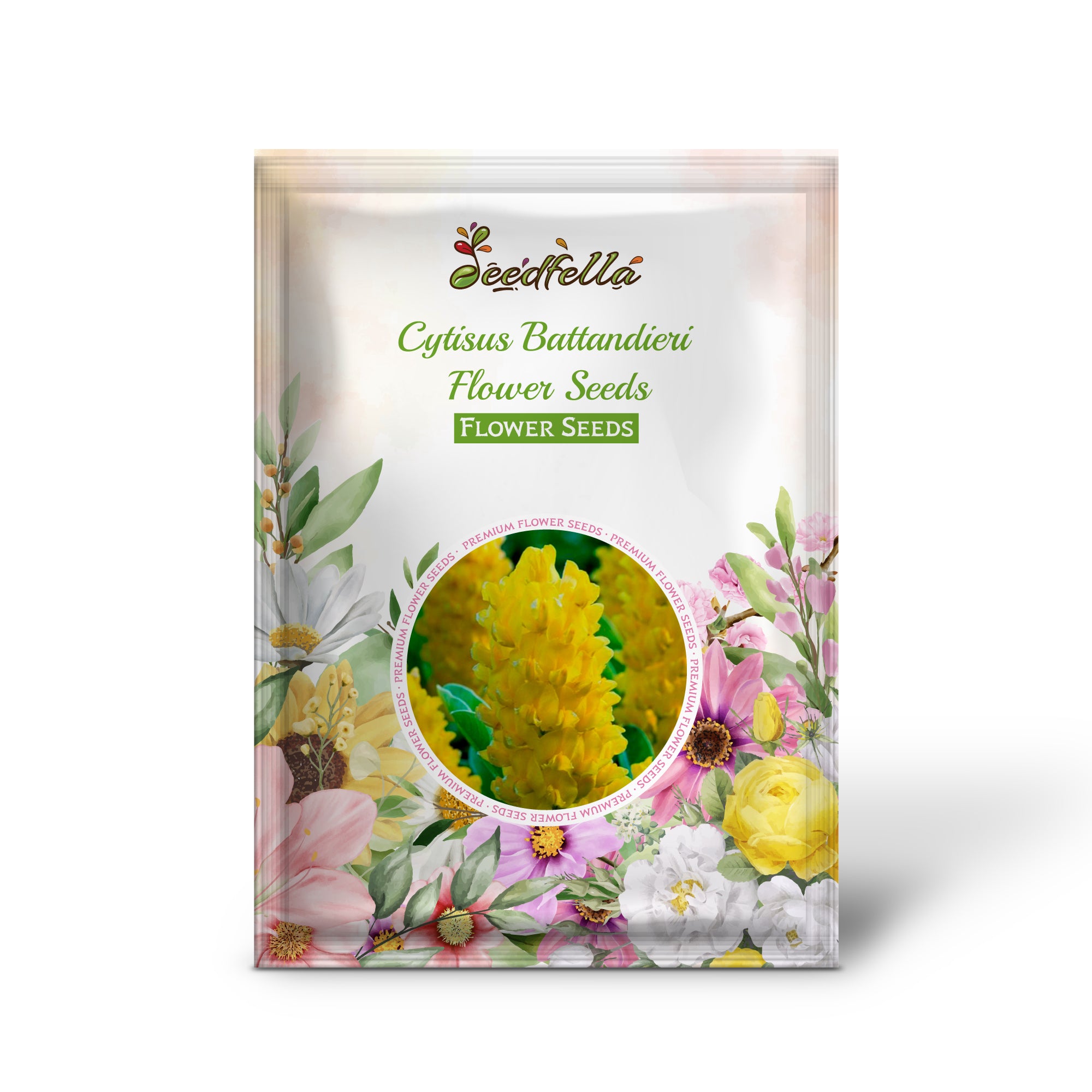 Pineapple Broom Seeds producing fragrant yellow blossoms