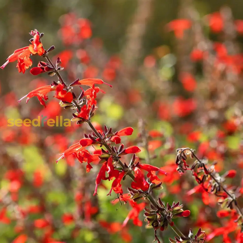 Pineapple Sage Seeds Salvia Elegans Perennial Annual Edible Leaves & Flowers Attracts Hummingbirds