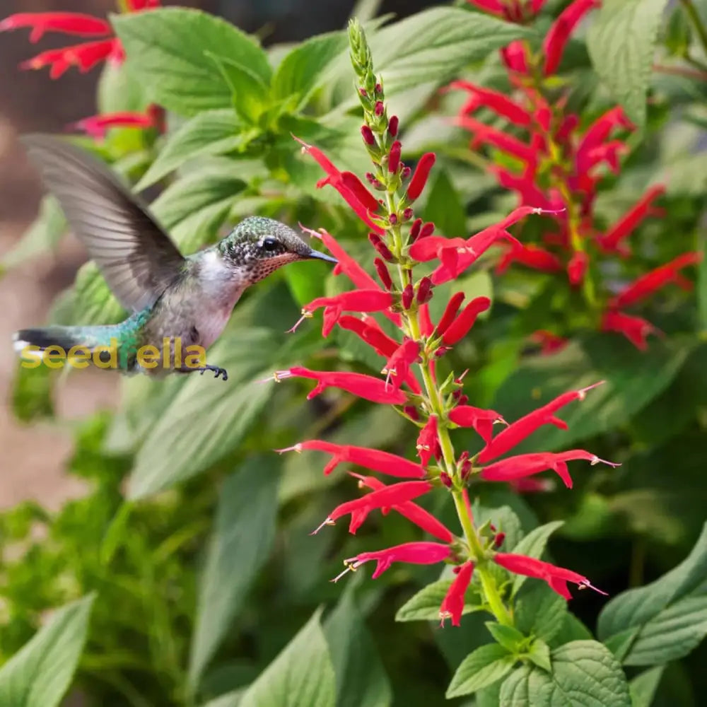 Pineapple Sage Seeds Salvia Elegans Perennial Annual Edible Leaves & Flowers Attracts Hummingbirds