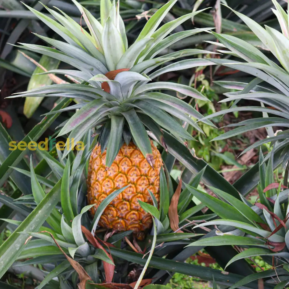 Pineapple Seedlings Growing in Pots