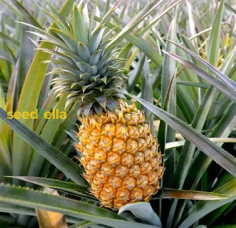 Pineapple Seeds For Planting  Grow Your Own Fruits Fruit