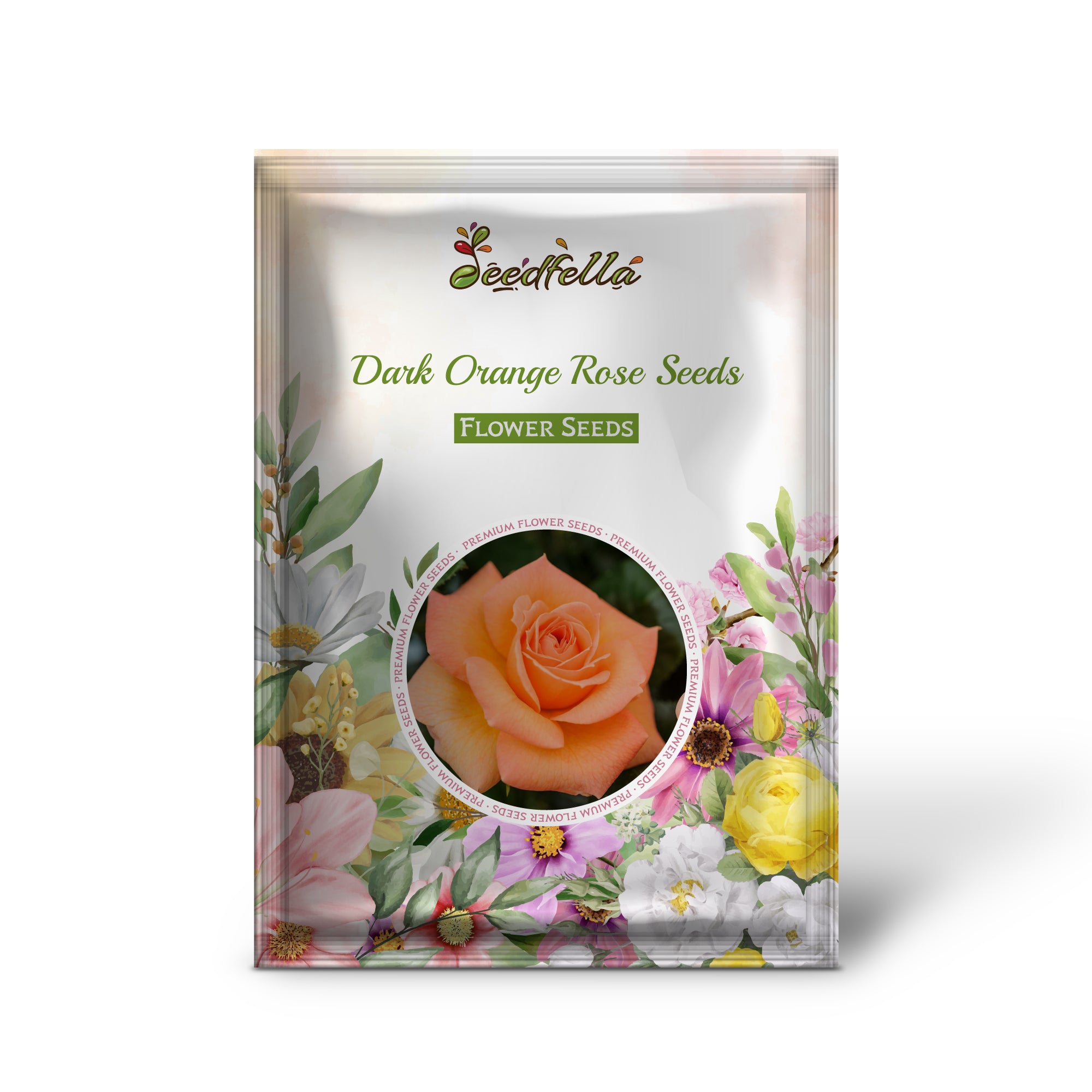 Pinguicula Gradiflora Plant with Purple Blooms