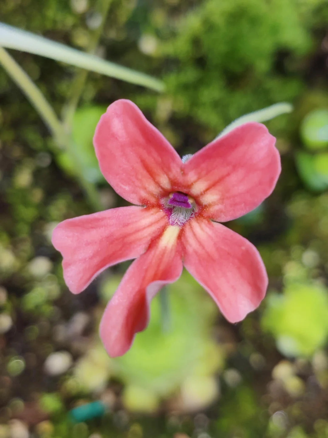 Step-by-Step Guide for Growing Pinguicula Laueana Seedlings