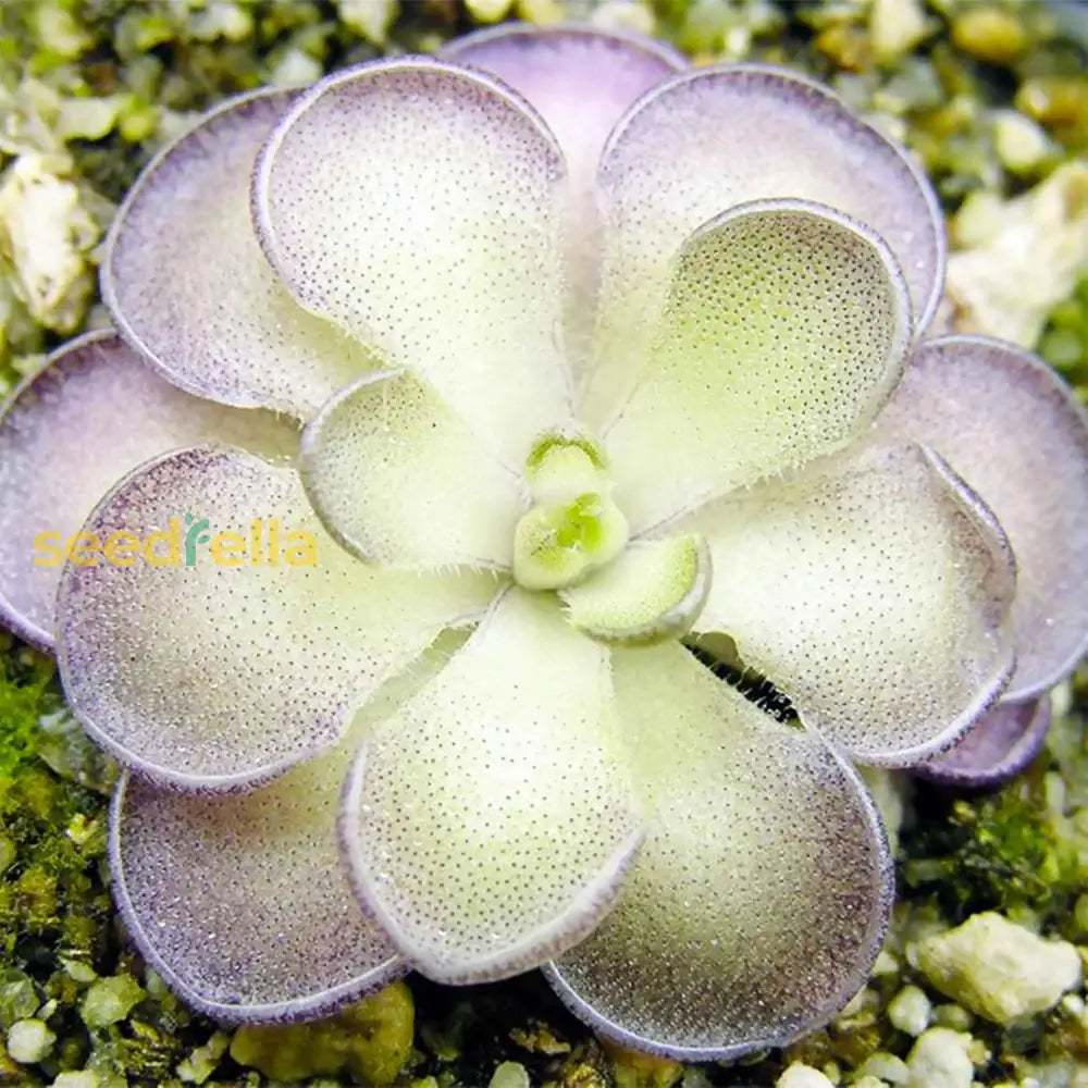 Pinguicula Moctezumae Seeds For Planting  Exotic Carnivorous Plant Flower