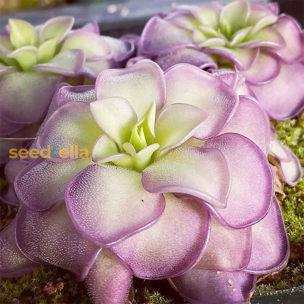 Pinguicula Moctezumae Seeds For Planting  Exotic Carnivorous Plant Flower