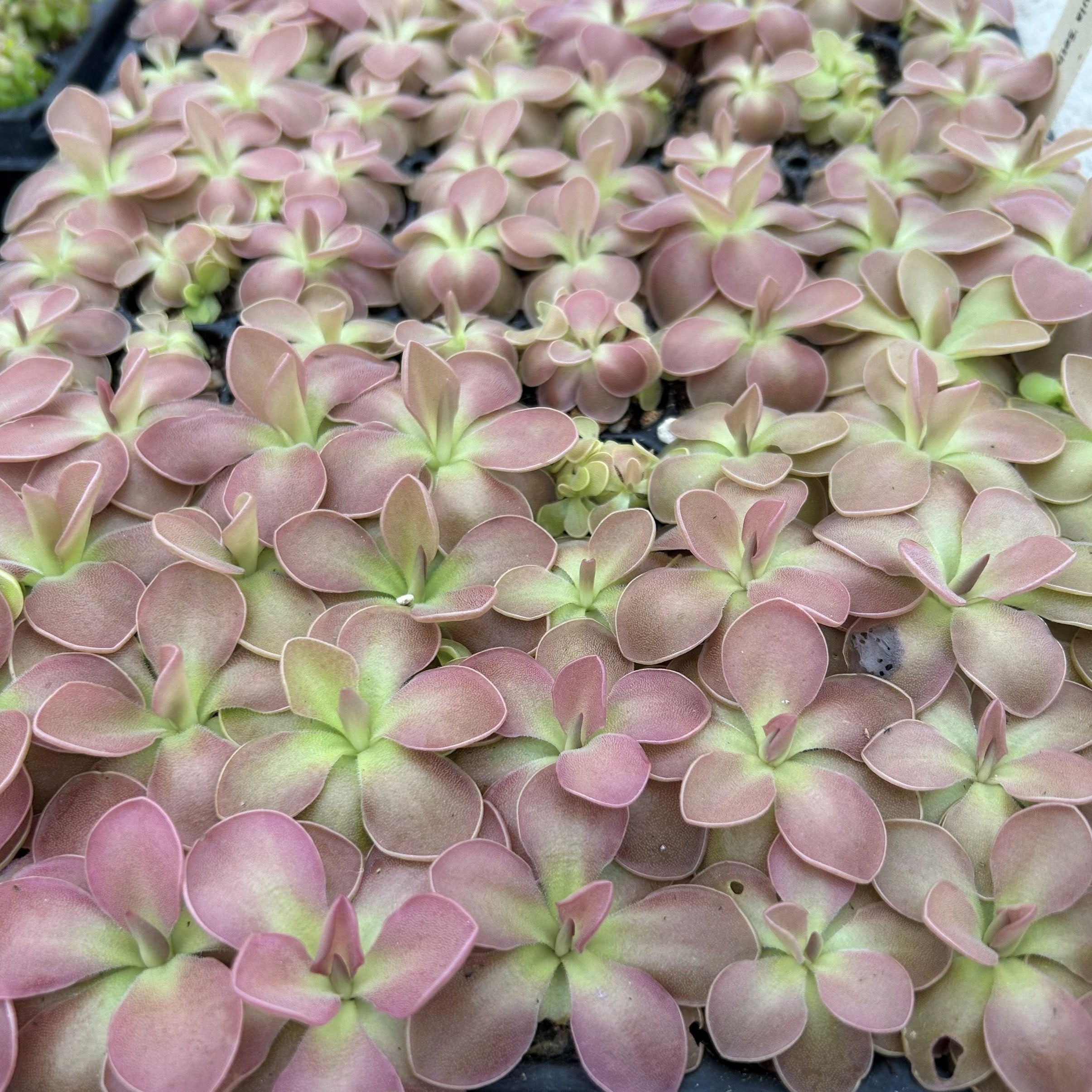 Pinguicula moctezumae seeds sprouting young plants