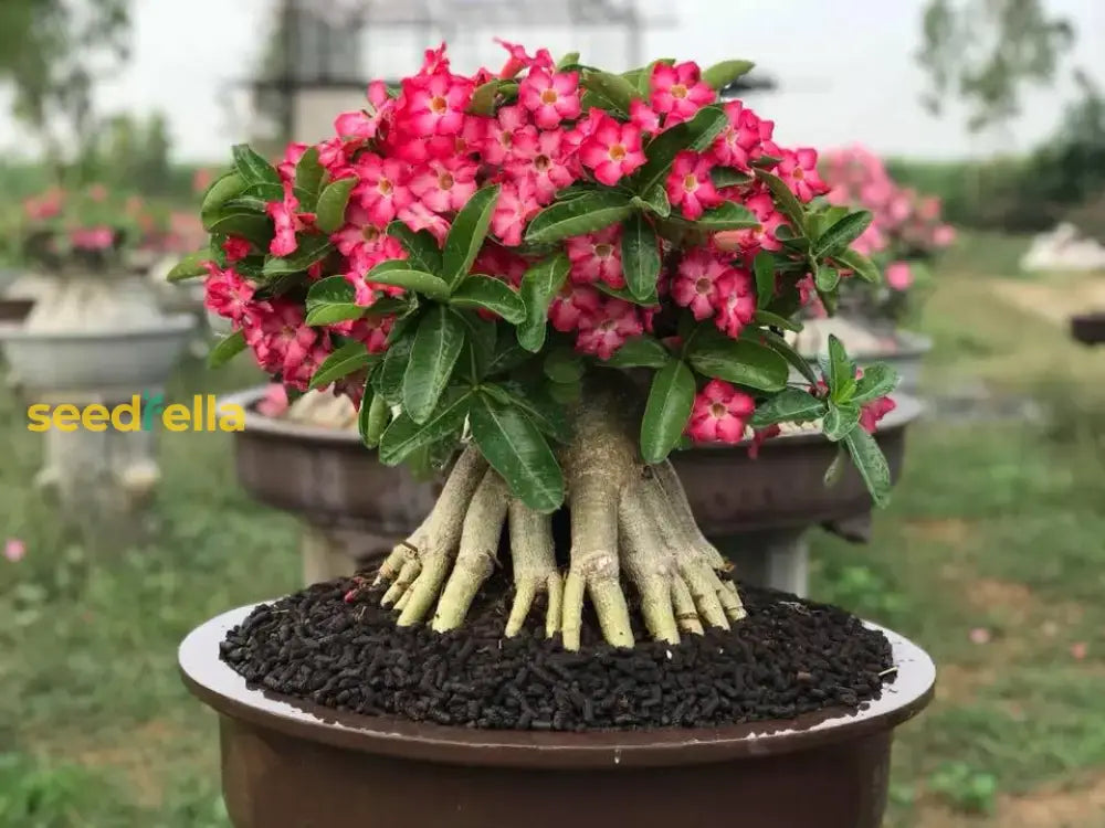 Pink Adenium Obesum Seeds For Easy Planting Flower