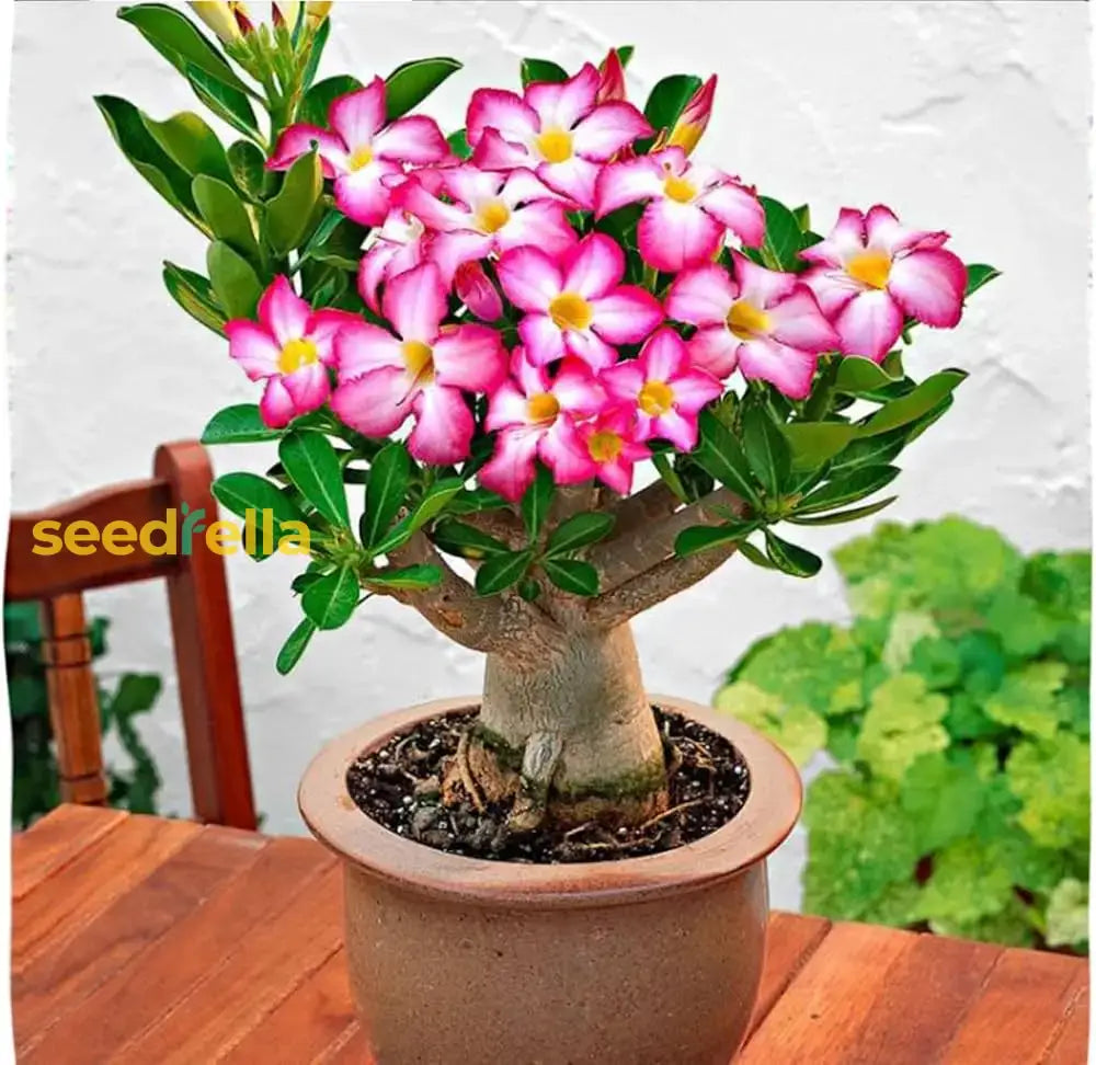 Pink Adenium Obesum Seeds For Easy Planting Flower