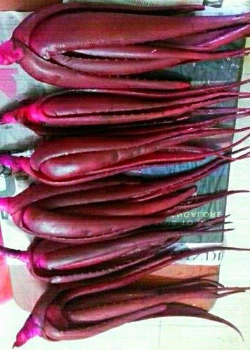 Pink Aloe Vera Plants Thriving in Outdoor Garden