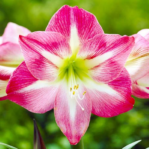 Pink Amaryllis Plant in Pot with Elegant Blooms