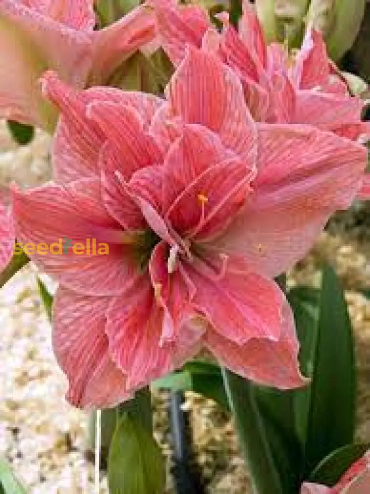 Pink Amaryllis Zwiebeln Flower Seeds - Perfect For Planting In Your Garden