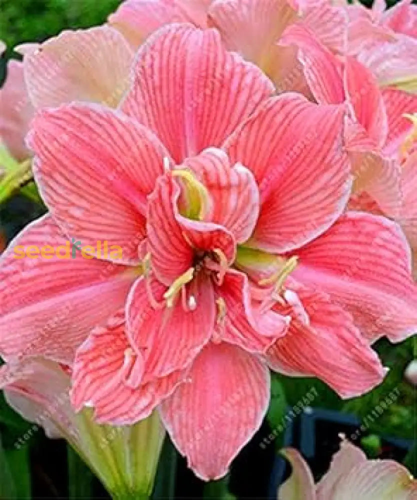 Pink Amaryllis Zwiebeln Flower Seeds - Perfect For Planting In Your Garden