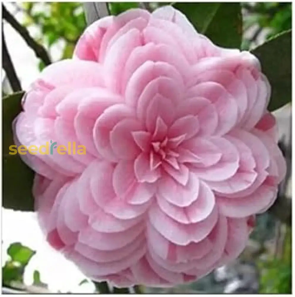 Pink Amellia Flower Planting Seeds - Vibrant Blooms For Your Garden