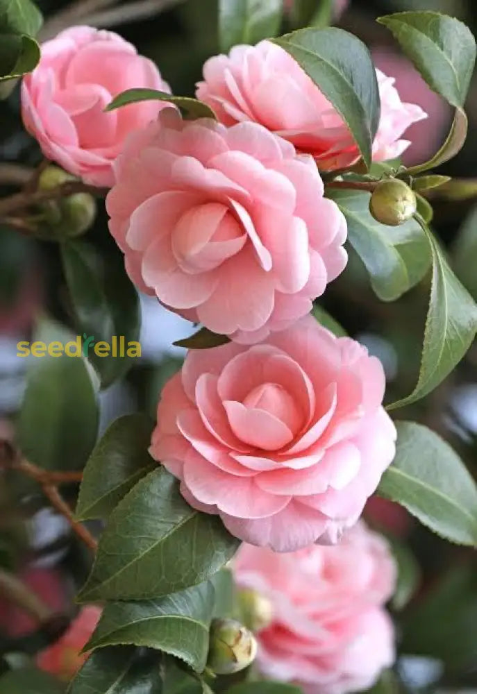 Pink Amellia Flower Planting Seeds - Vibrant Blooms For Your Garden