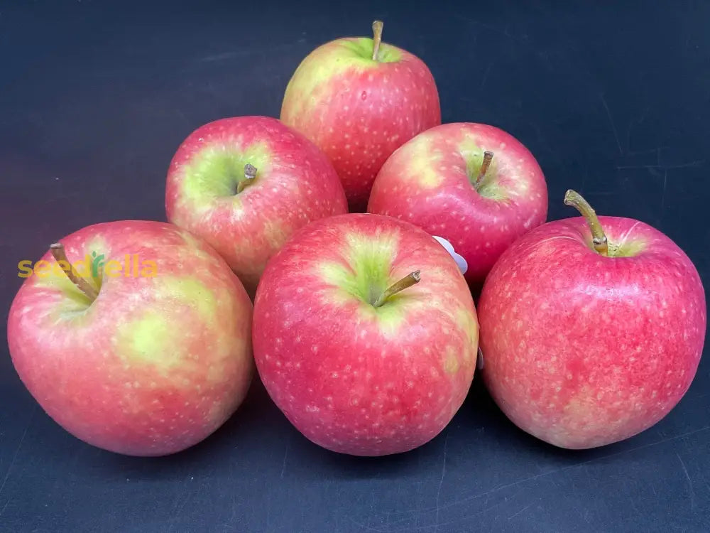 Pink And Green Apple Seeds For Orchard Planting