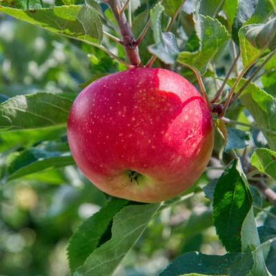 Pink and green apple seeds for orchard planting