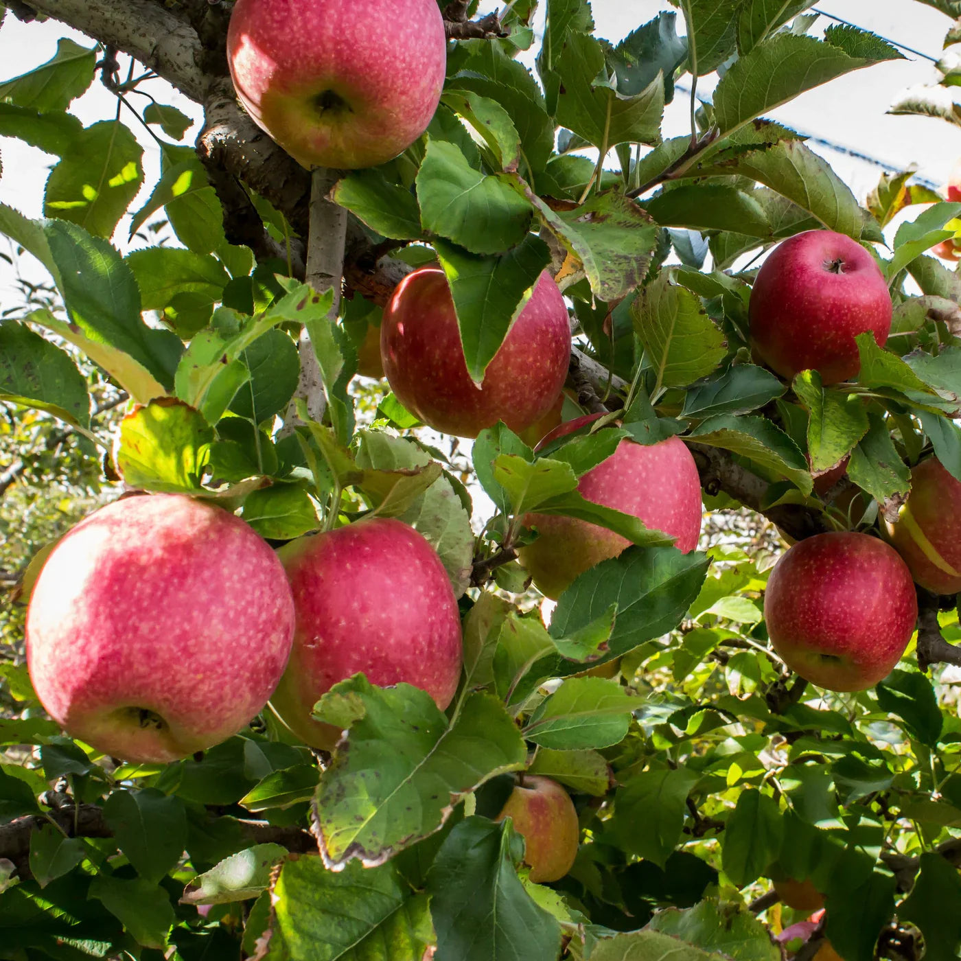 Pink and green apples ripening on apple tree