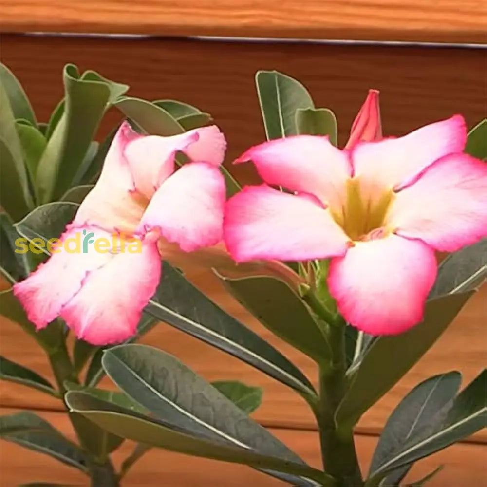 Pink And White Adenium Obesum Flower Seeds For Planting