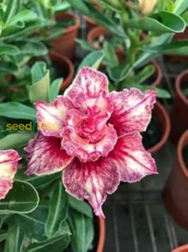 Pink And White Adenium Obesum Flower Seeds For Planting