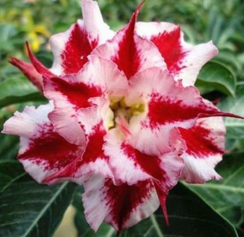 Pink And White Adenium Obesum Flower Seeds
