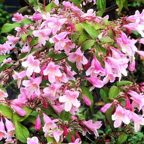 Pink and white flower bush seeds Beauty Bush garden plant